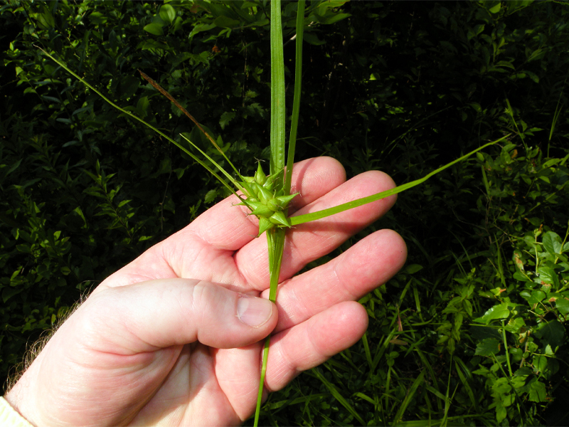 Swollen sedge