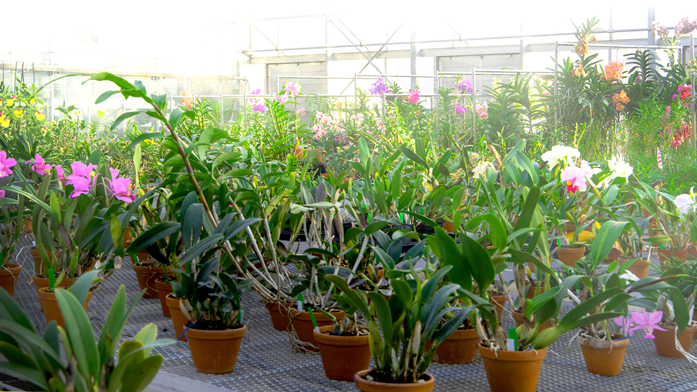 The Orchidarium