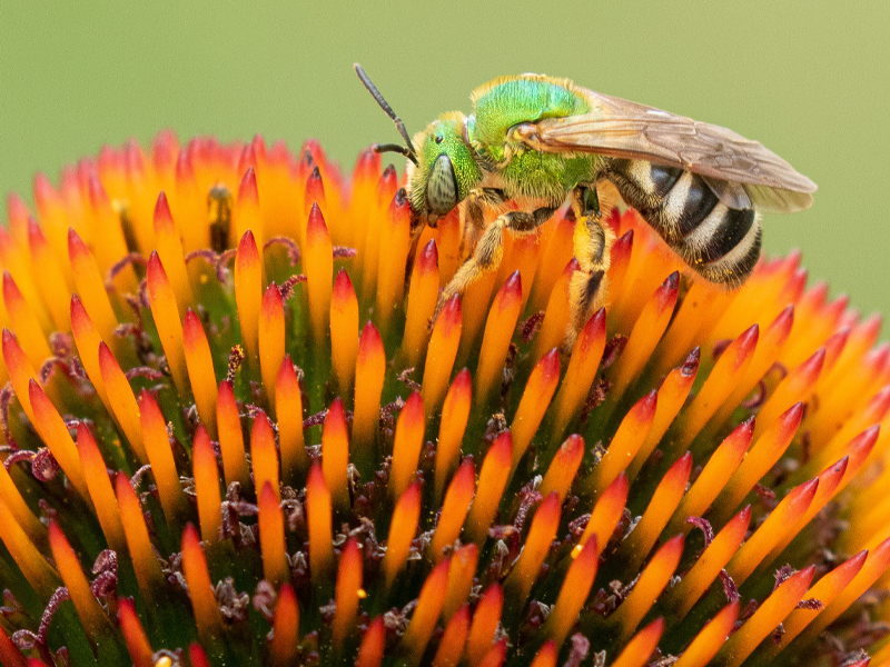 Bicolored striped sweat bee