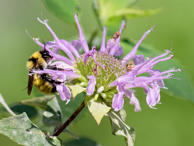 bombus-fervidus-monarda