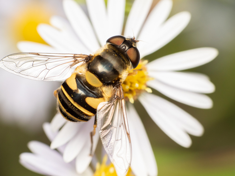 eristalis-transversa_PC-max-mccarthy