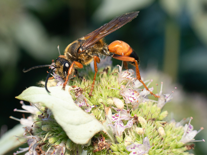 Golden digger wasp