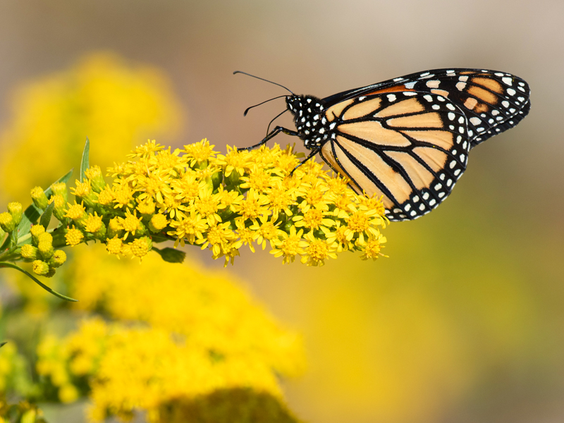 Monarch Danaus plexippus)