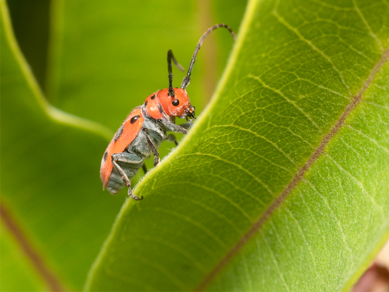 Red milkweed beetle