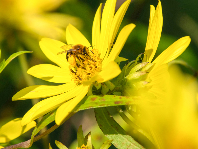 Sunflower longhorn bee
