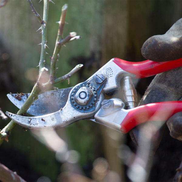 pruning