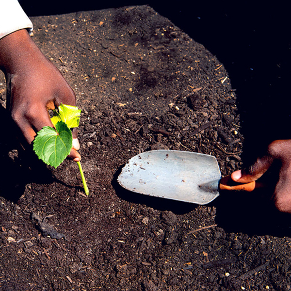trowel