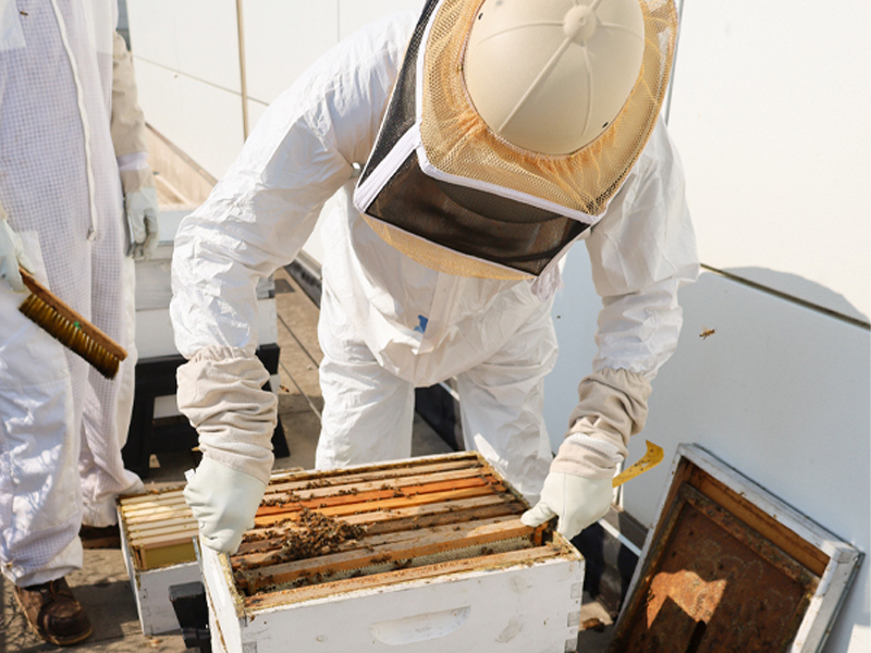 removal of the honey frames from the beehives