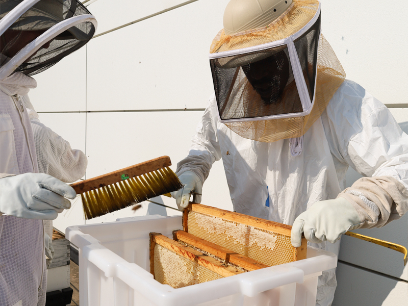 honey harvest process