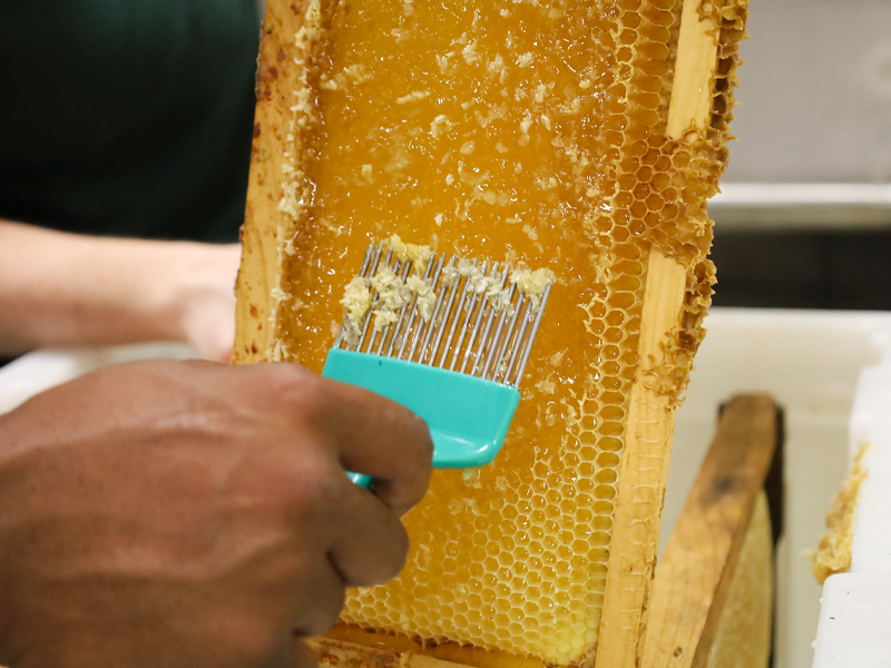 uncapping honey from frames