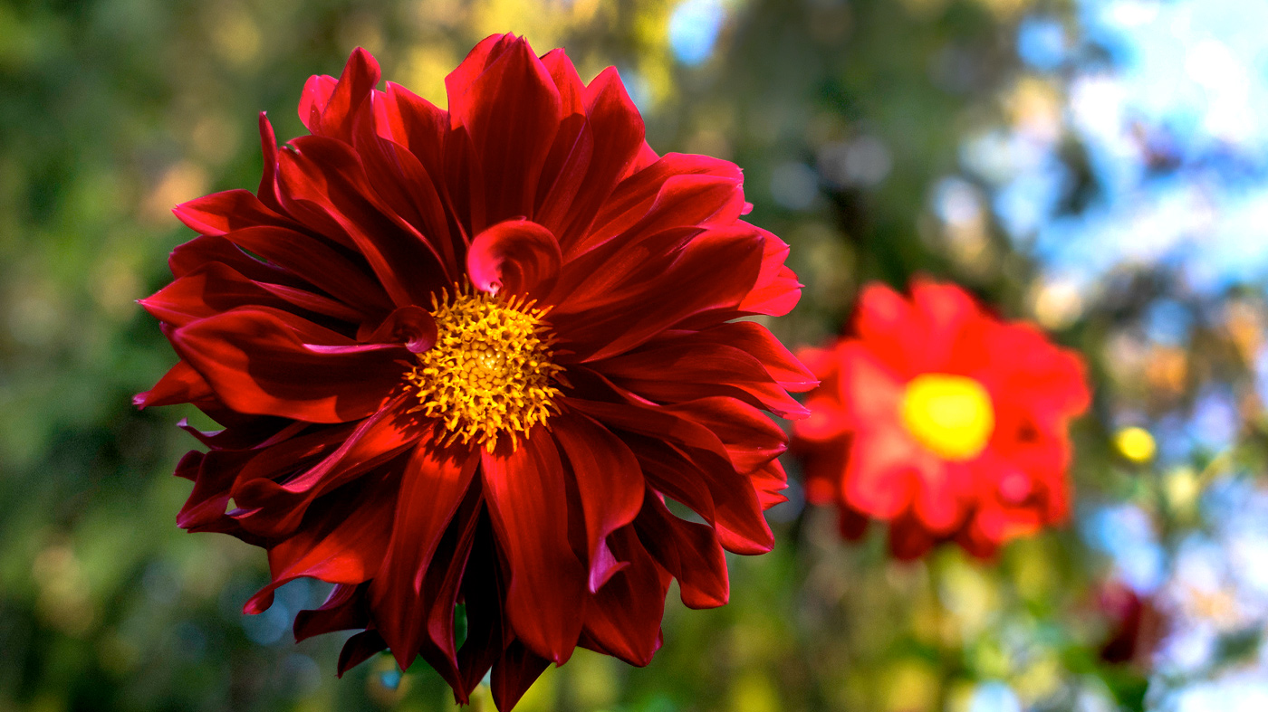Catch Summer's Last Blooms