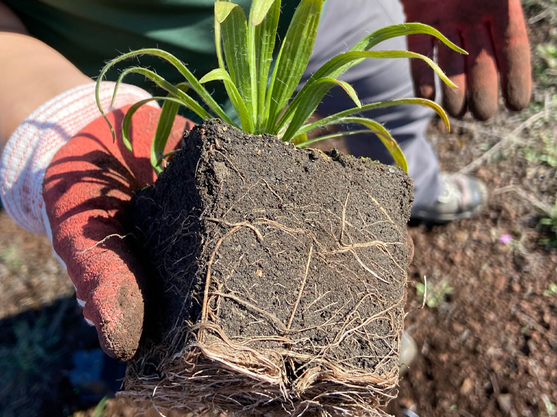 daisy in slag showing roots