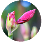 flower in a circle