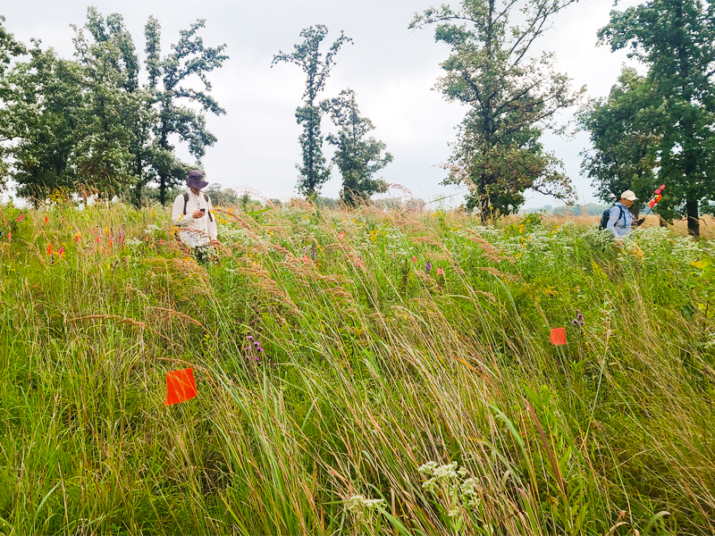 Plants of Concern volunteers monitoring rare plants at Orland Grassland