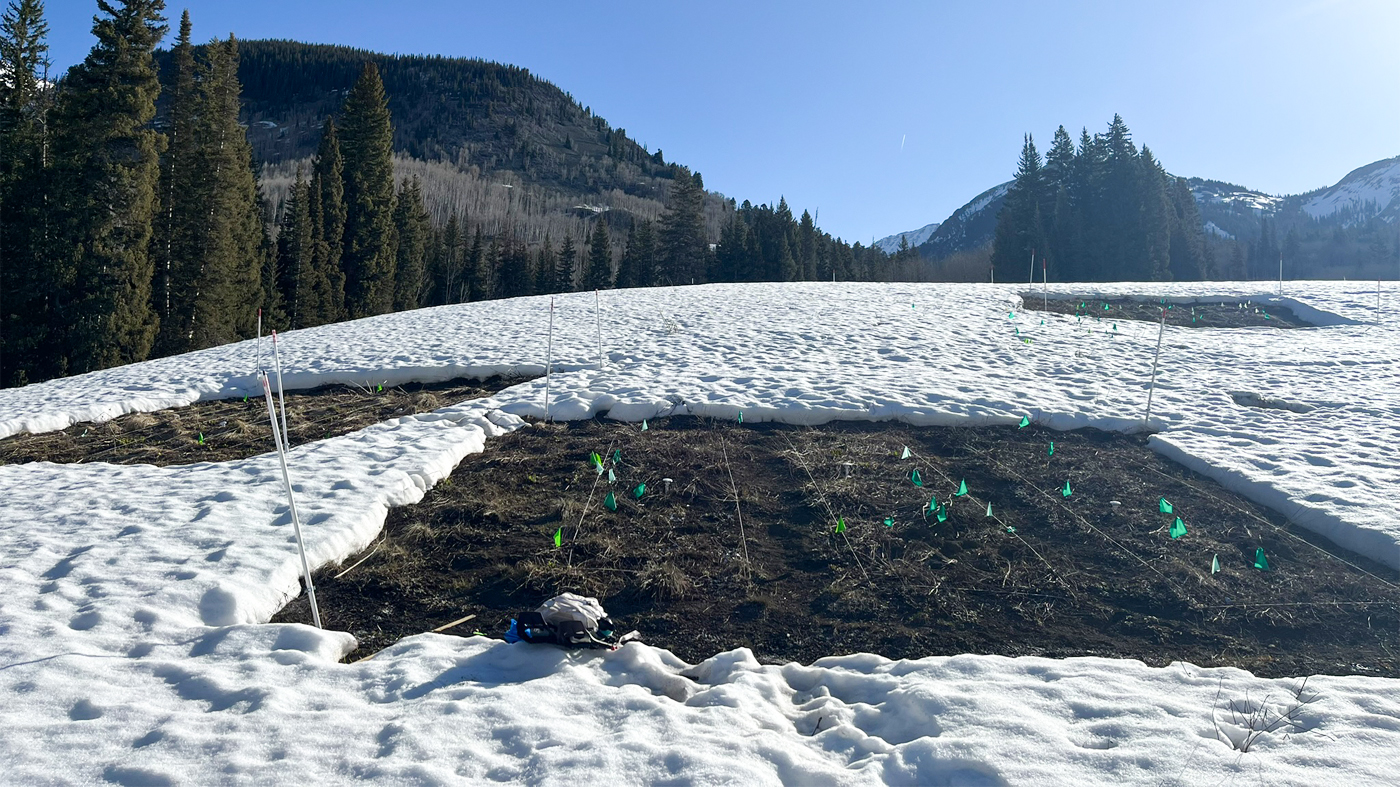 an experiment field site covered in snow with mountains in the background and three squares of bare soil marked with colored flags in the foreground.