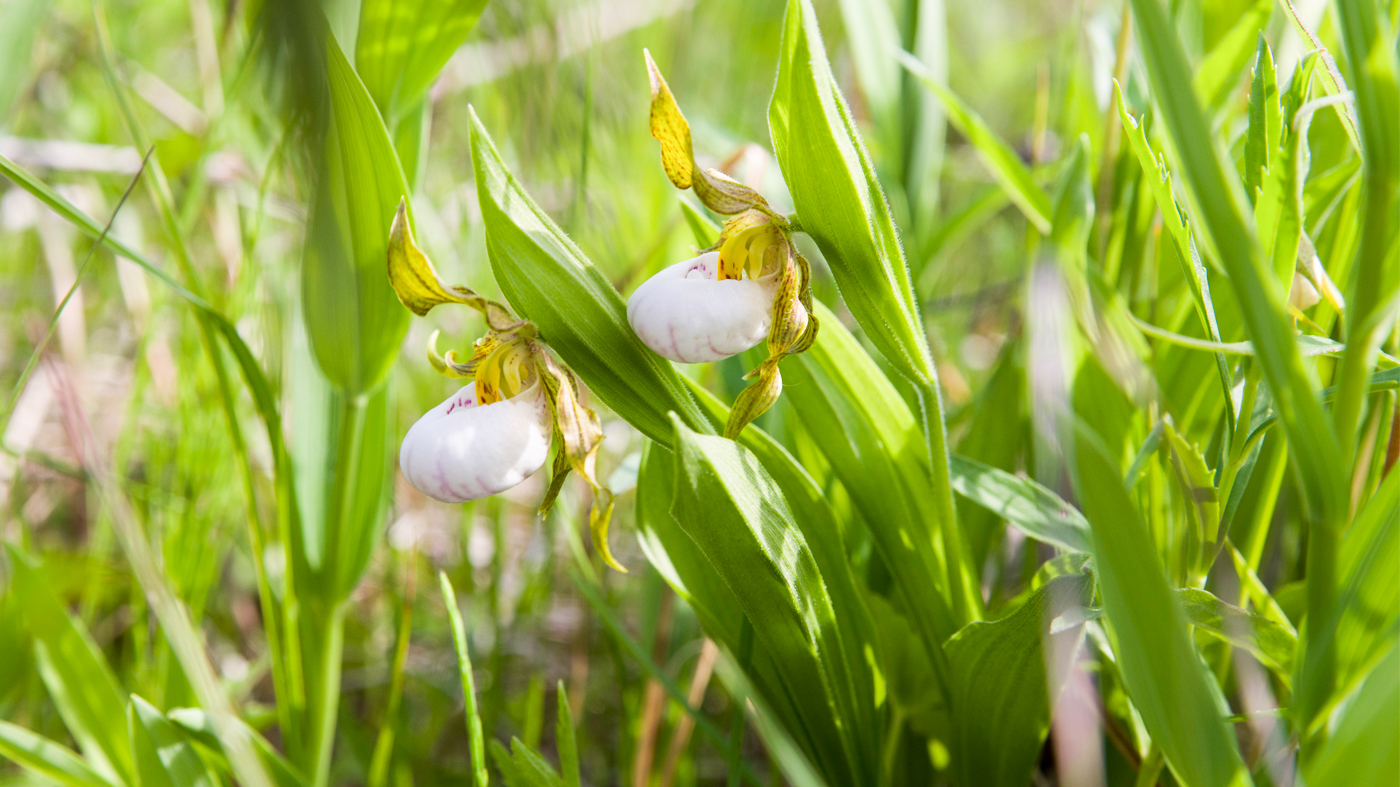 two white and pink colored lady slipper orchids blooming, surrounded by green foliage