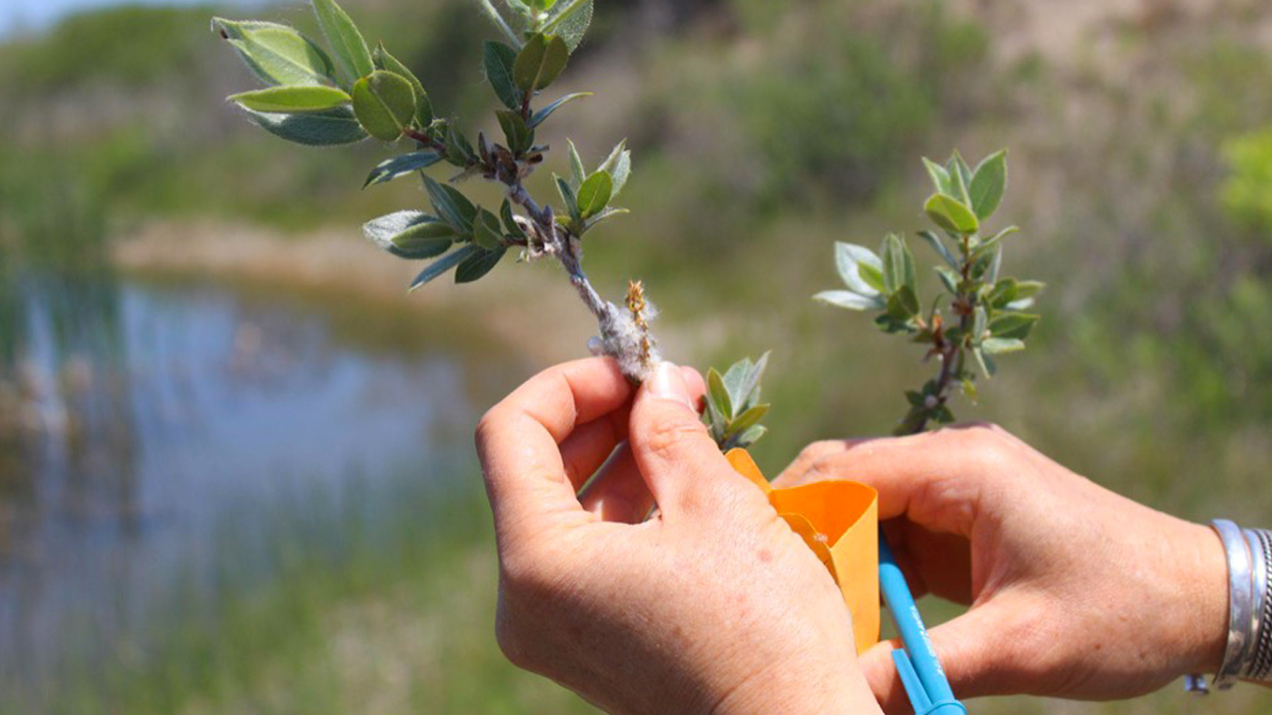 Two hands collecting the seed from a dune willow with one hand holding a small manilla envelope and blue pen