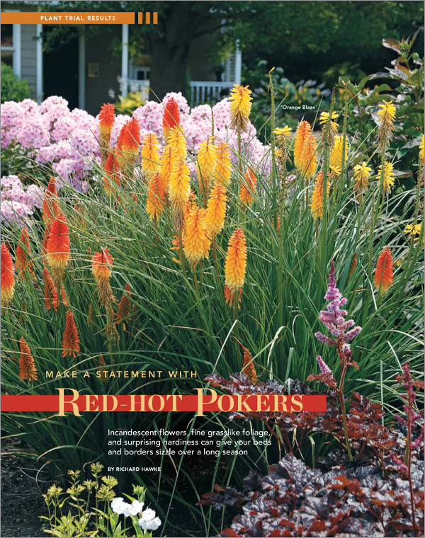Kniphofia