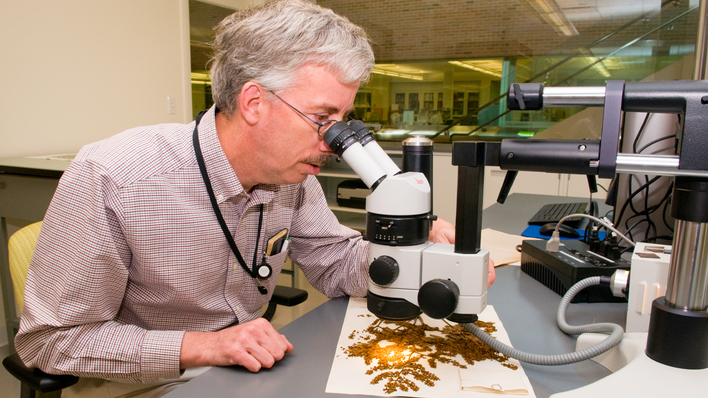 A person looks through a microscope at an herbarium specimen in a lab