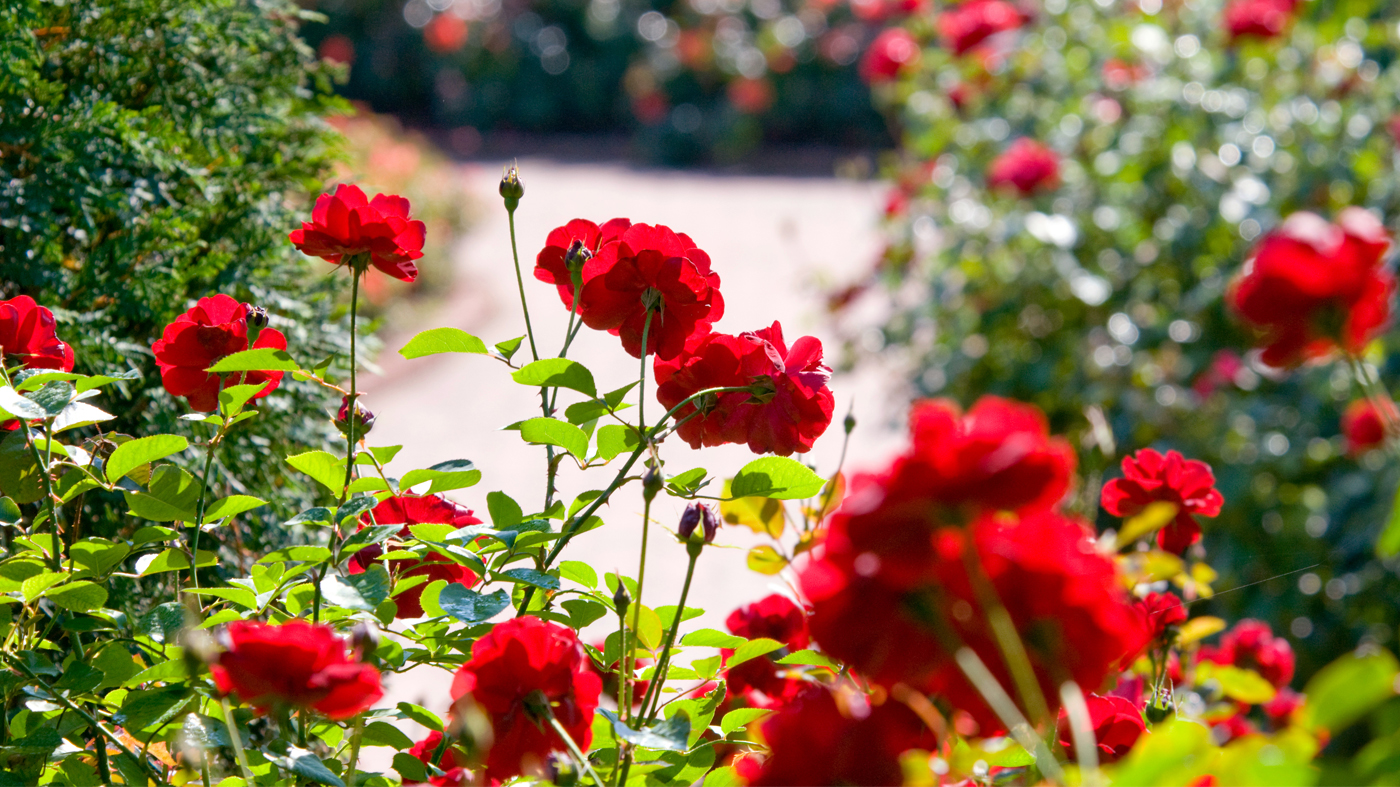 Krasberg Rose Garden