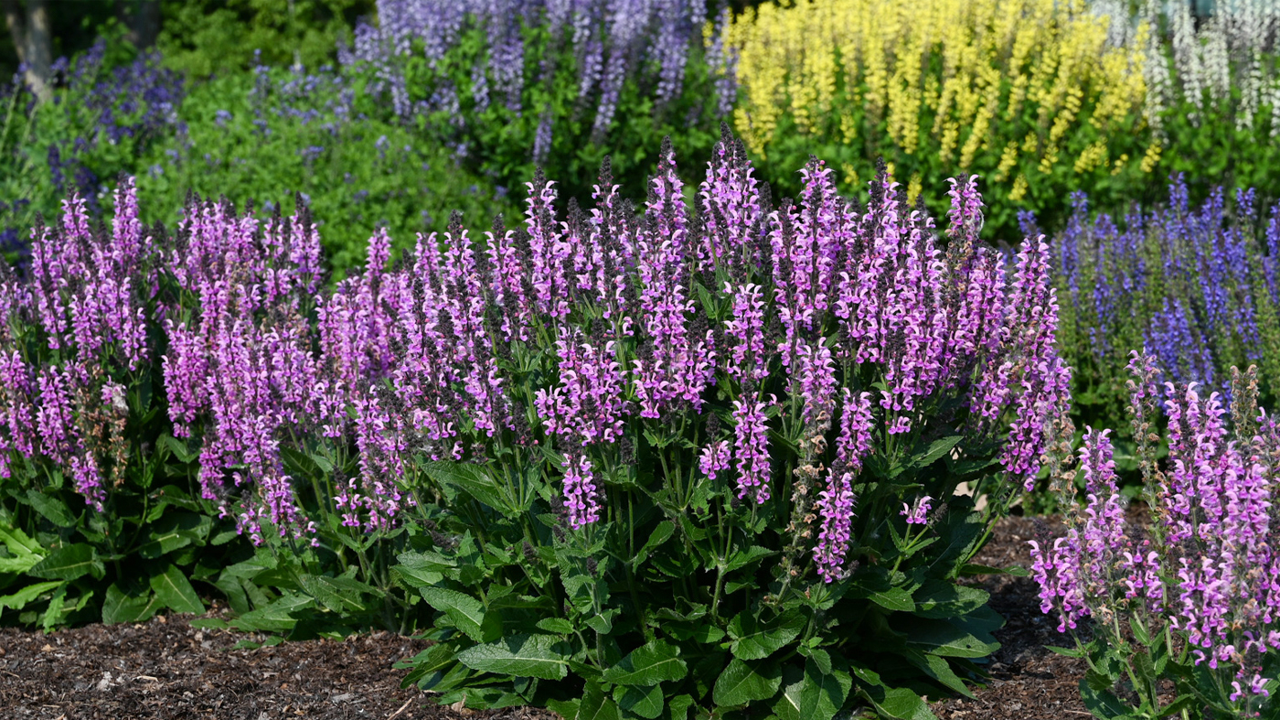 Salvia ‘Back to the Fuchsia’