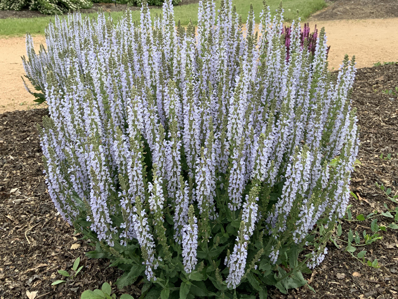 ‘Perfect Profusion’
