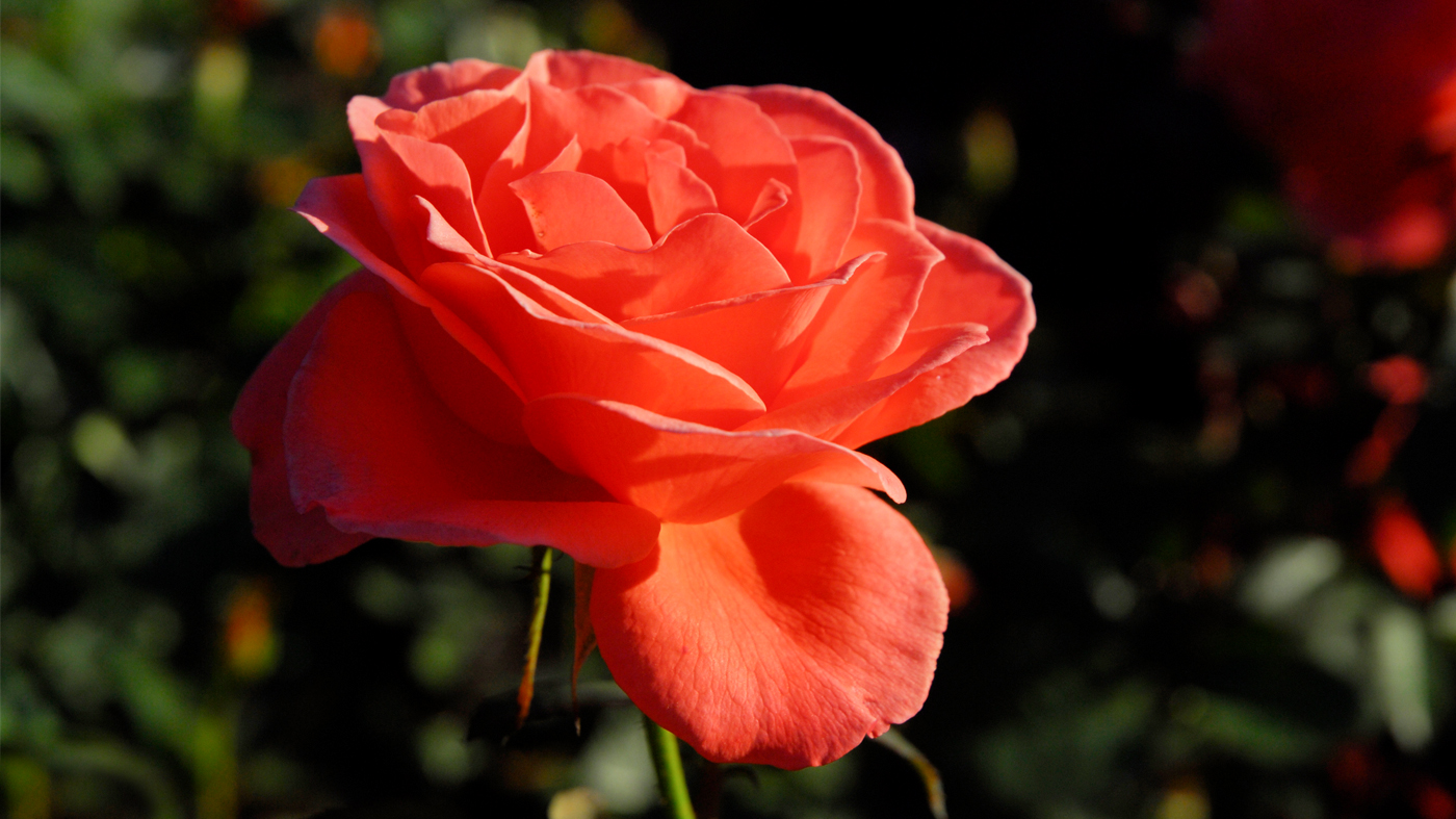 rose-jacnepal