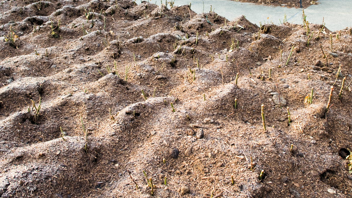 rose mulching
