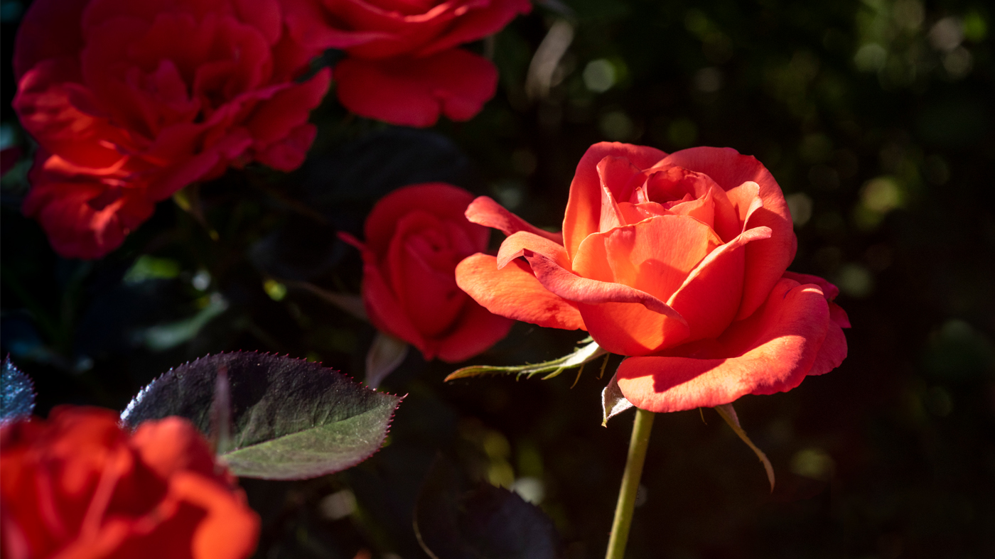 orange rose