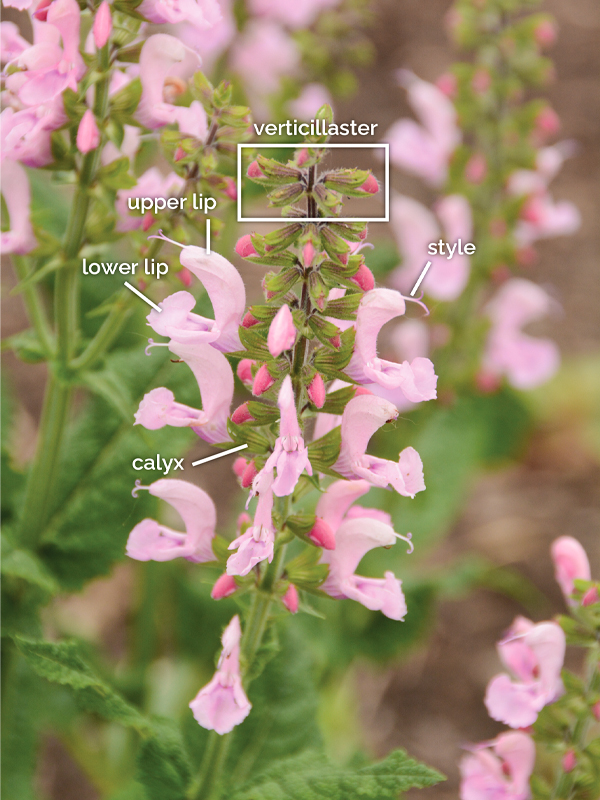 salvia 600x800