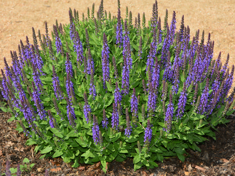 salvia ‘Little Night’