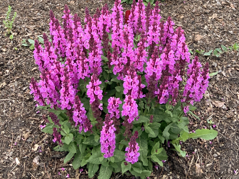 salvia rose marvel