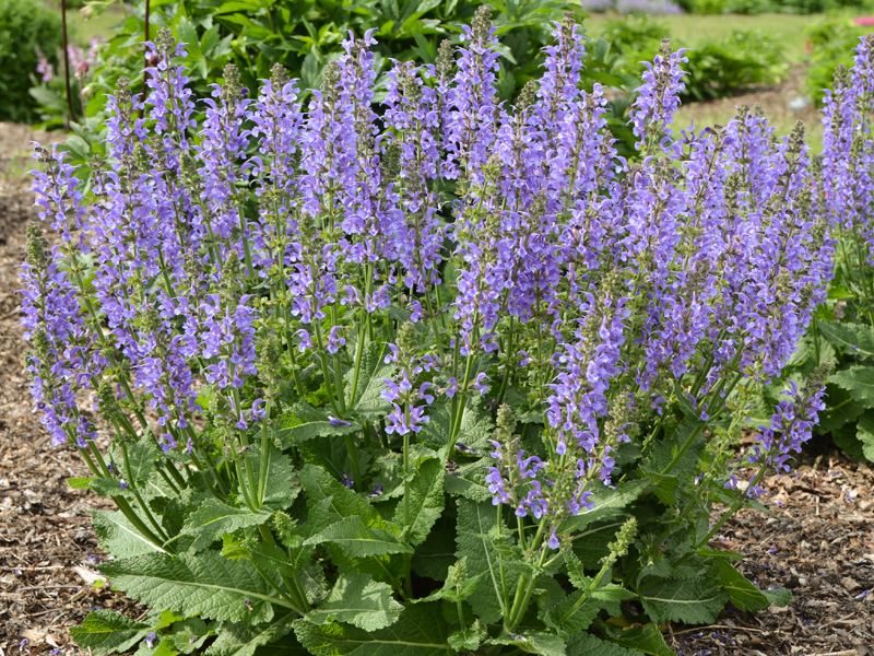 salvia-tidal-pool