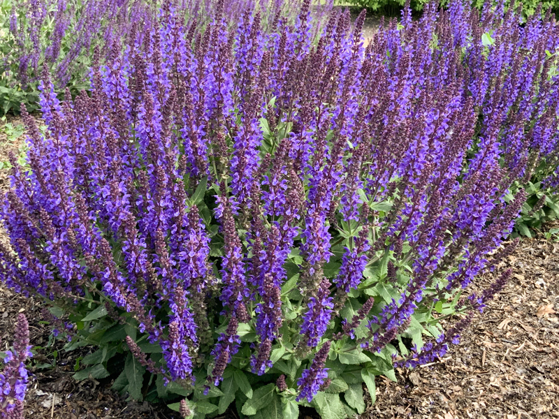 salvia-violet-profusion