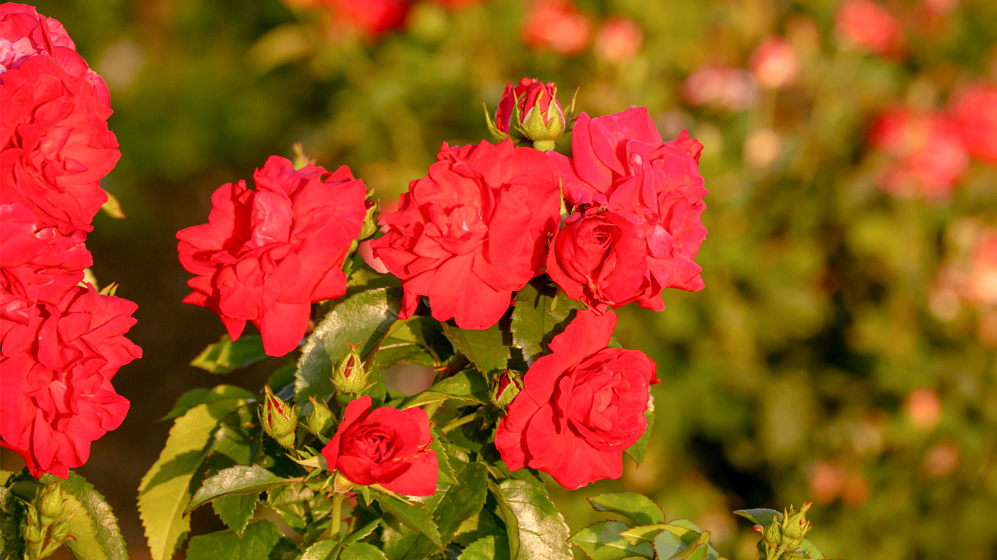 Shida rose