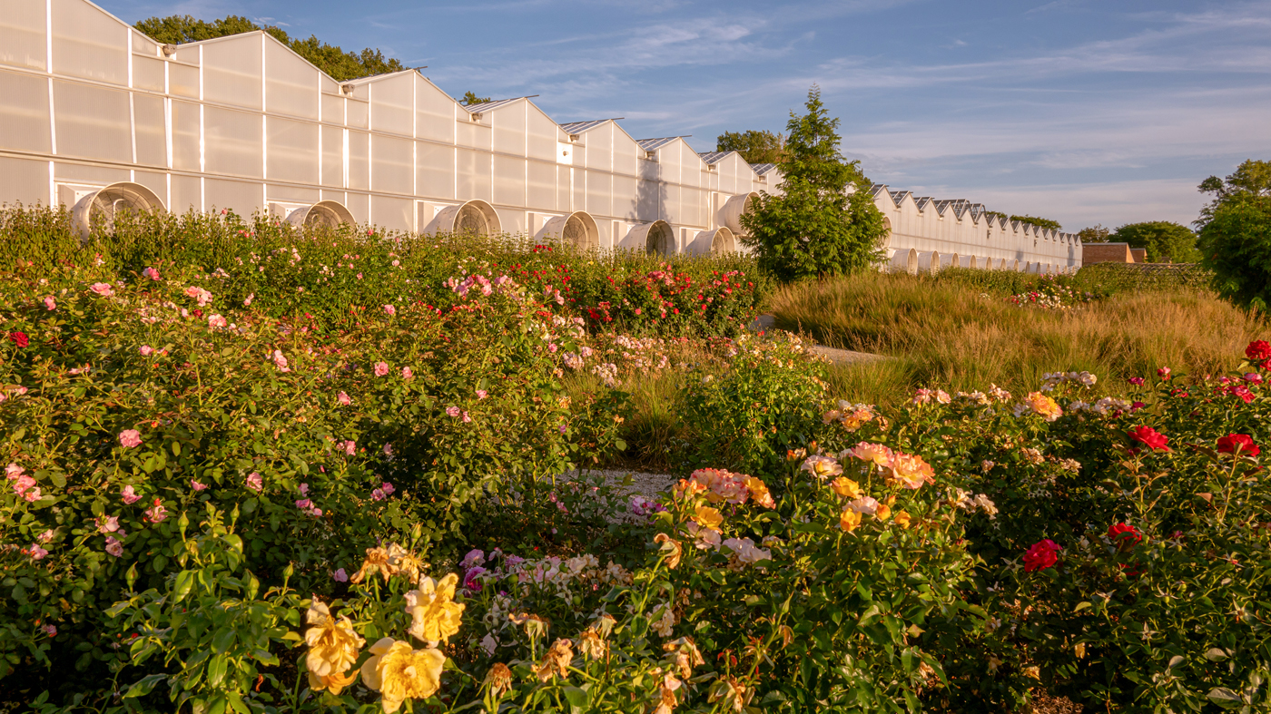 Shida evaluation of roses