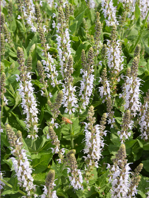 Salvia nemorosa 'Bumblesky’