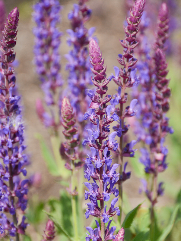 Flowers of Salvia nemorosa 'Burgundy Candles'