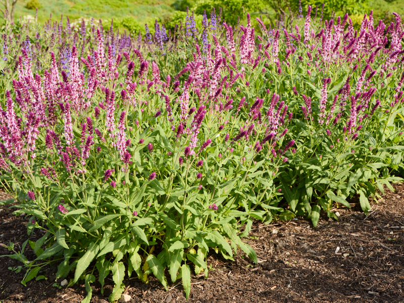 Salvia nemorosa ‘Pink Wesuwe’ 