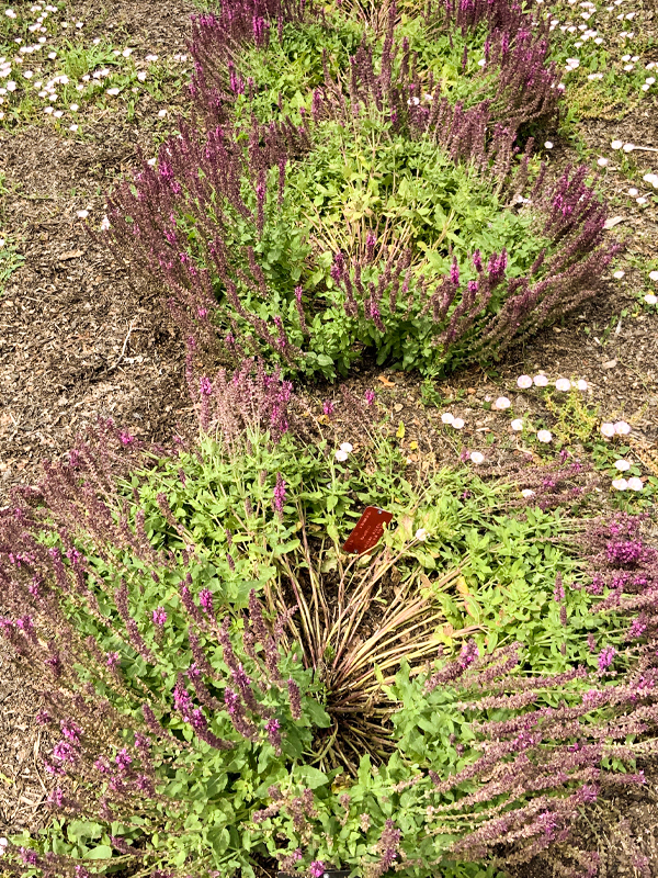 Open habits of Salvia nemorosa 'Sixteen Candles' exposing lighter inner foilage.