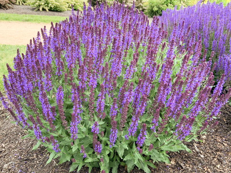 Salvia nemorosa 'Blueberry Beret stage 1