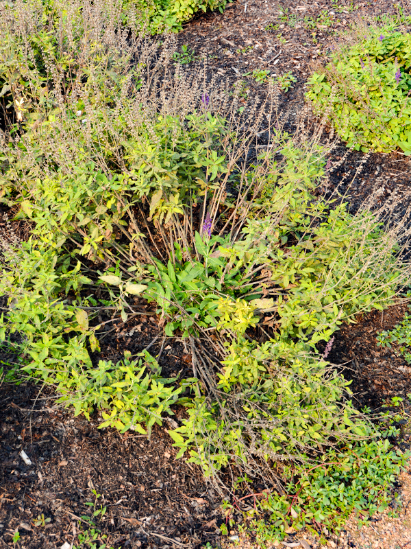 Salvia nemorosa 'Trinity' 