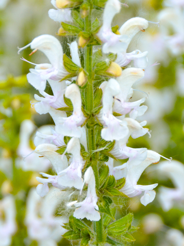 Flowers of Salvia 'Snow Kiss'