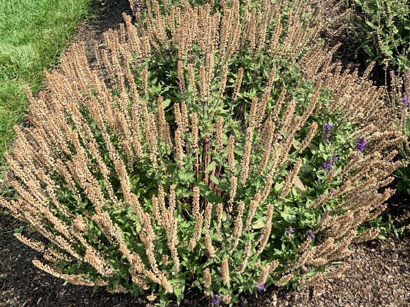 Salvia nemorosa 'Blueberry Beret stage 3