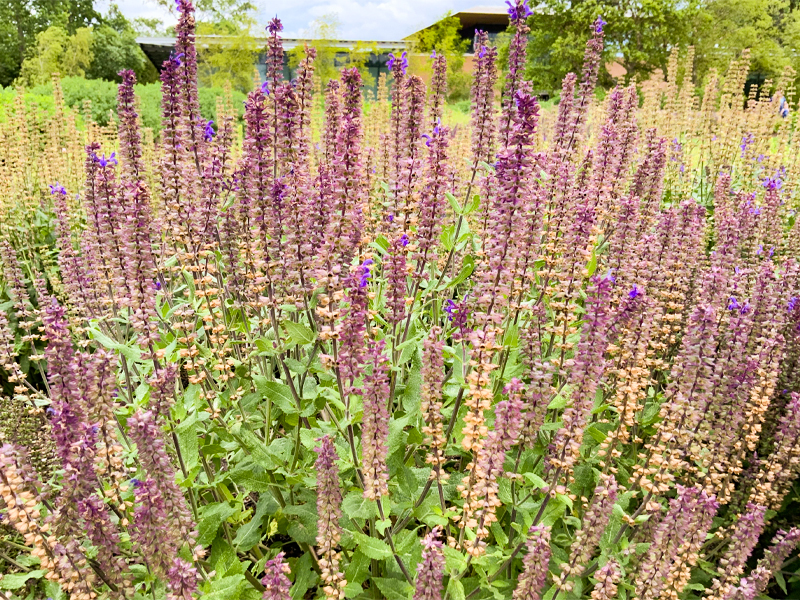 Salvia nemorosa 'Blueberry Beret stage 2