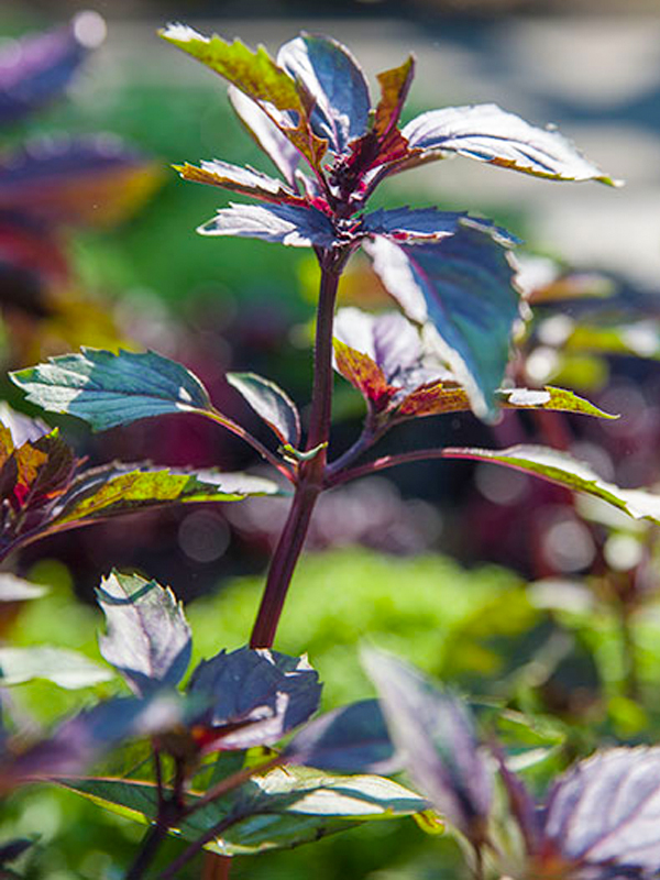 Ararat basil (Ocimum basilicum ‘Ararat’)