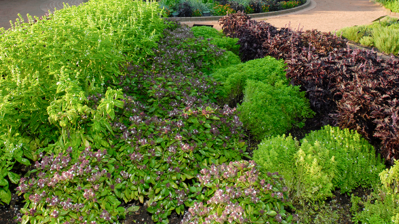 fruit and veg garden showing basil