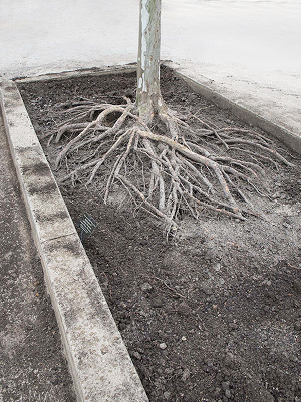 gravel gardening