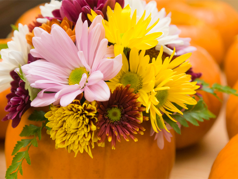 mum pumpkins