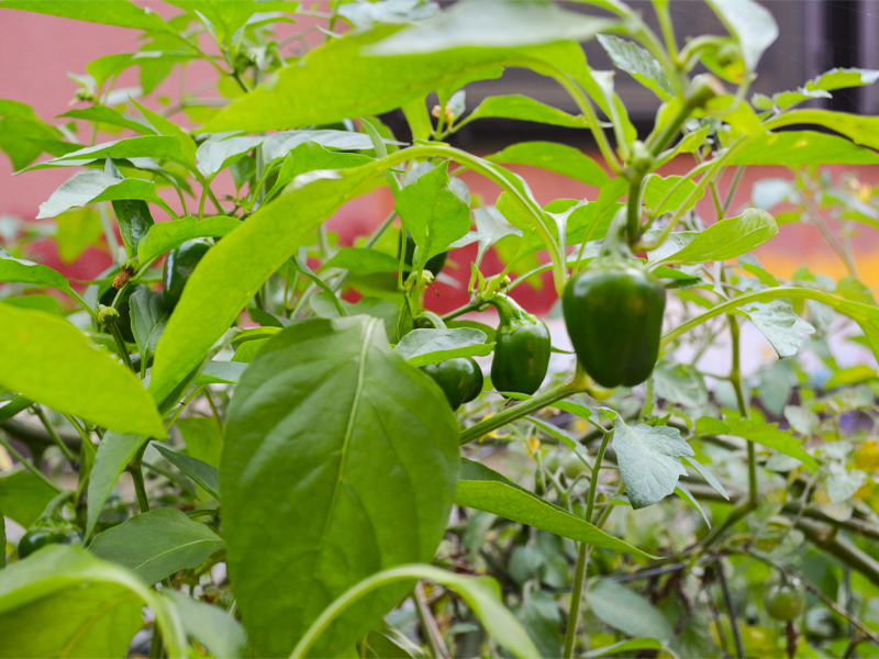 peppers